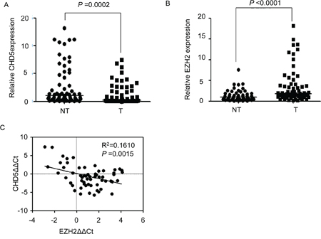 Correlation between CHD5 and EZH2 expression in HCC samples.