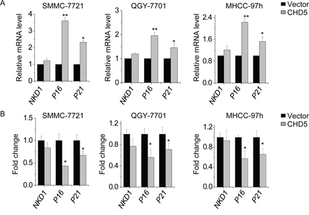 CHD5 activates EZH2 target genes through epigenetic mechanisms.