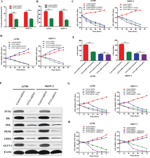 PTTG knockdown inhibits aerobic glycolysis in ovarian cancer cells.