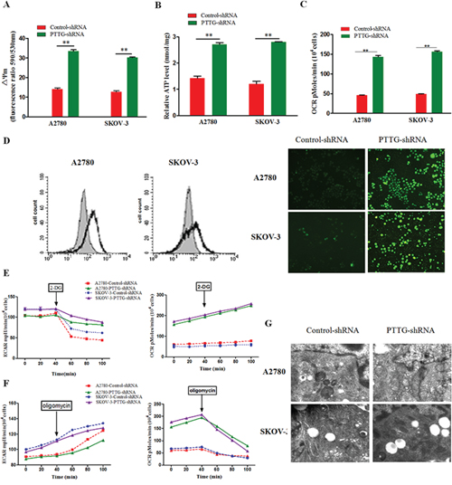 Oncogene PTTG loss promotes metabolic shift of ovarian cancer cells to oxidative phosphorylation.