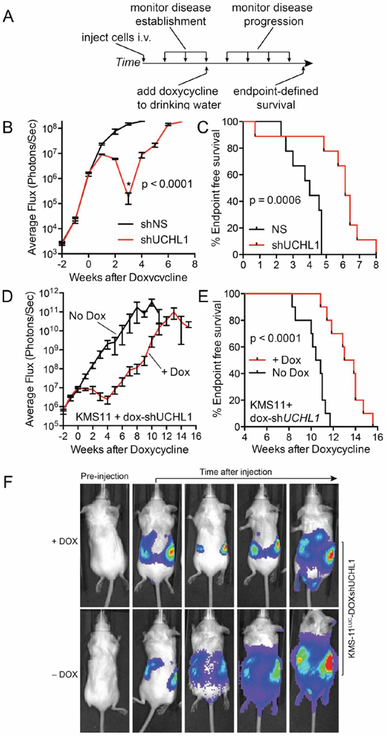 UCH-L1 depletion leads to the regression of disseminated myeloma in mice.