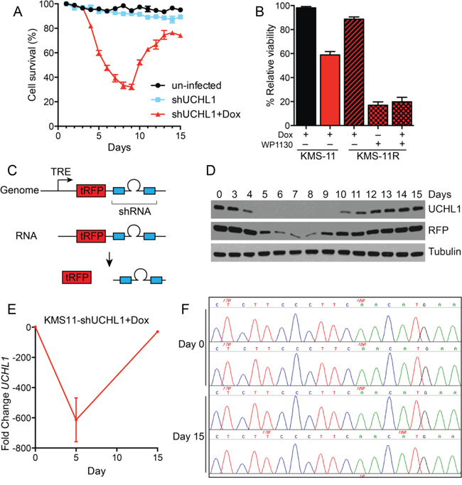 Myeloma recovery following UCH-L1 depletion is accompanied by the re-expression of UCH-L1.