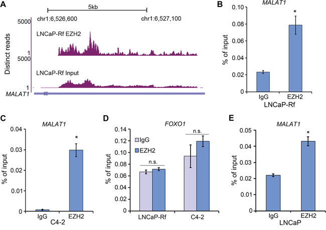 MALAT1 binds to EZH2 in PCa cells.