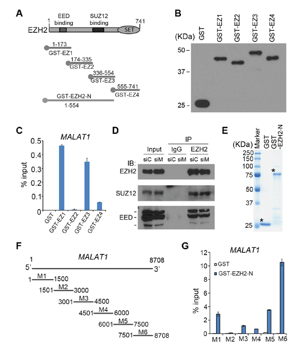 Analysis of the regions in MALAT1 and EZH2 responsible for their interaction.