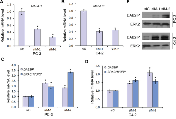 The effect of MALAT1 on expression of Polycomb-dependent target genes of EZH2.