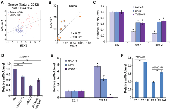 MALAT1 expression correlates with EZH2 mRNA levels and MALAT1 enhances expression of PRC2-independent target genes of EZH2 in CRPC cells.