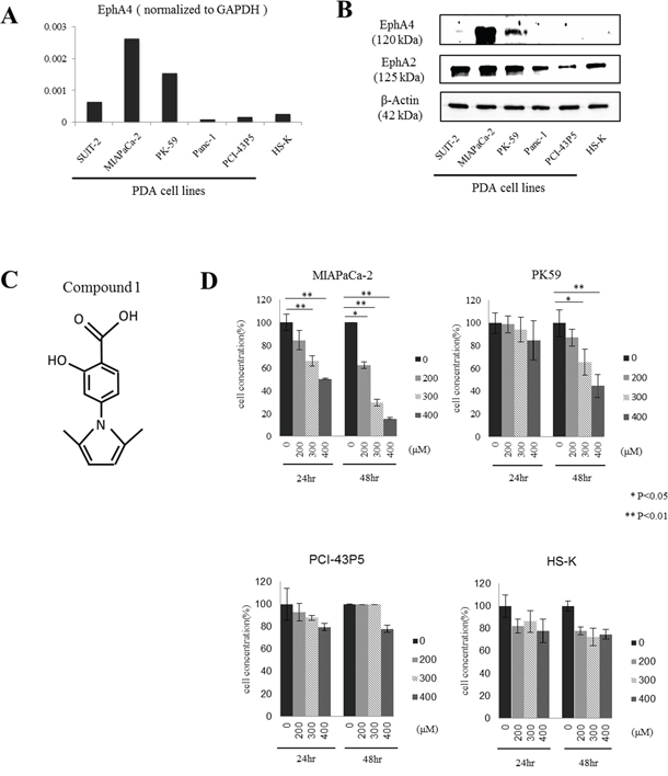 Expression of EphA4 and EphA2 in human PDAC cell lines and the effect of compound 1 on tumor cell proliferation in vitro.