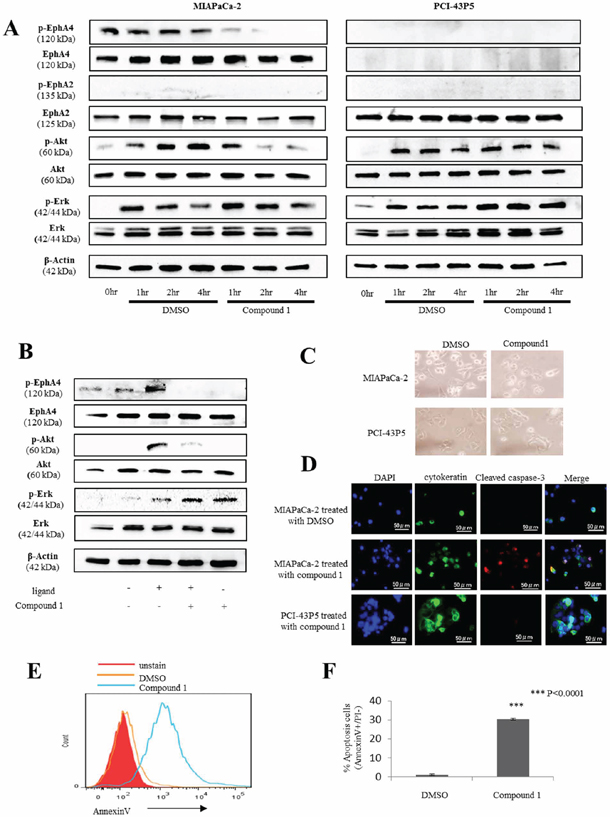 Compound 1 affects the Erk/Akt pathway and induces apoptosis in PDAC cells expressing EphA4.