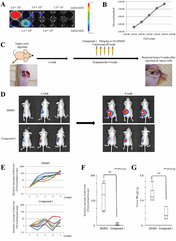 Compound 1 suppresses cancer cell growth in orthotopic mouse models.