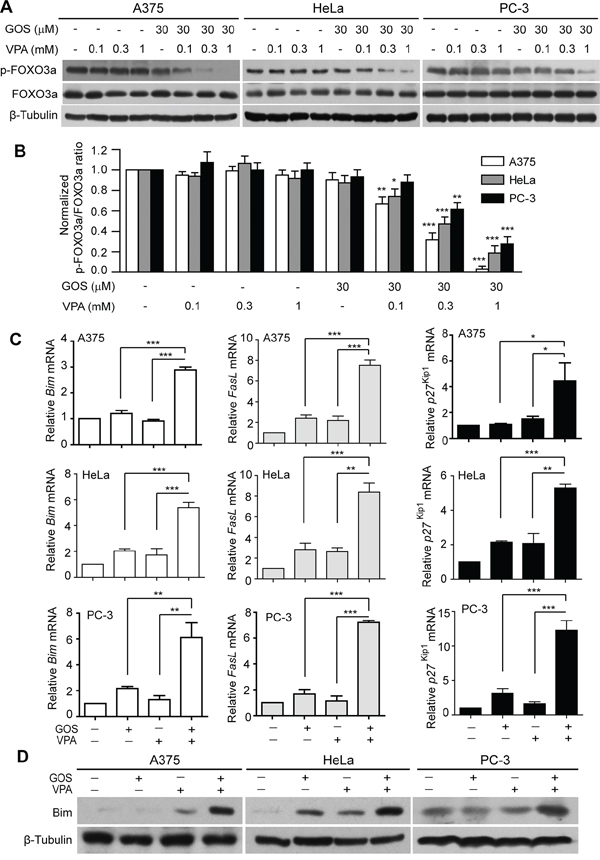 GOS and VPA co-treatment induced dephosphorylation of FOXO3a and expression of its target genes.