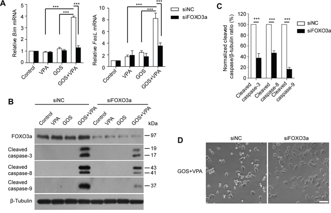 FOXO3a knockdown attenuated GOS+VPA-induced Bim and FasL expression and caspase activation.