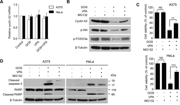 GOS and VPA co-treatment induced proteasome-dependent degradation of cyclin A2.