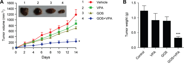 Combination of GOS and VPA significantly suppressed xenografted tumor growth in vivo.