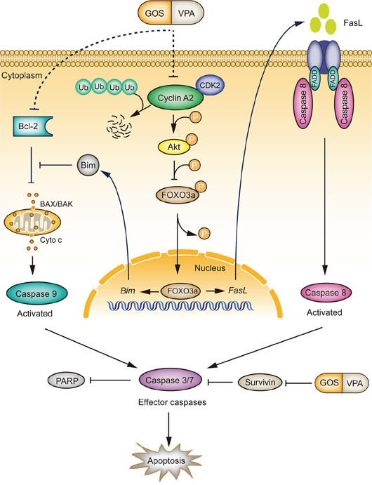 A schematic depicts the action mechanism by which GOS and VPA synergistically activate both extrinsic and intrinsic apoptotic pathways.