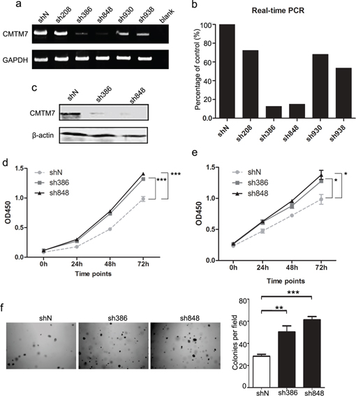 CMTM7 knockdown promotes A549 and HCC827 cell proliferation.