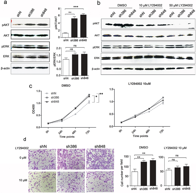 Effects of CMTM7 knockdown on growth and migration via PI3K/AKT-dependent signaling.