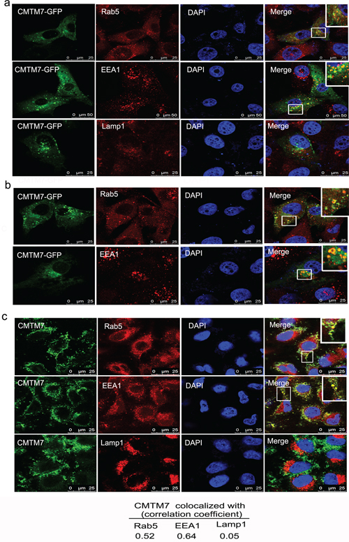 CMTM7 localizes to Rab5 and EEA1-positive microdomains on the limiting membrane of early endosomes.