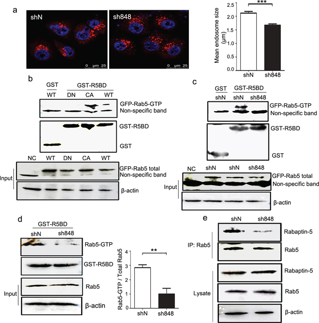 CMTM7 knockdown inhibits endosome fusion by reducing Rab5 activation.