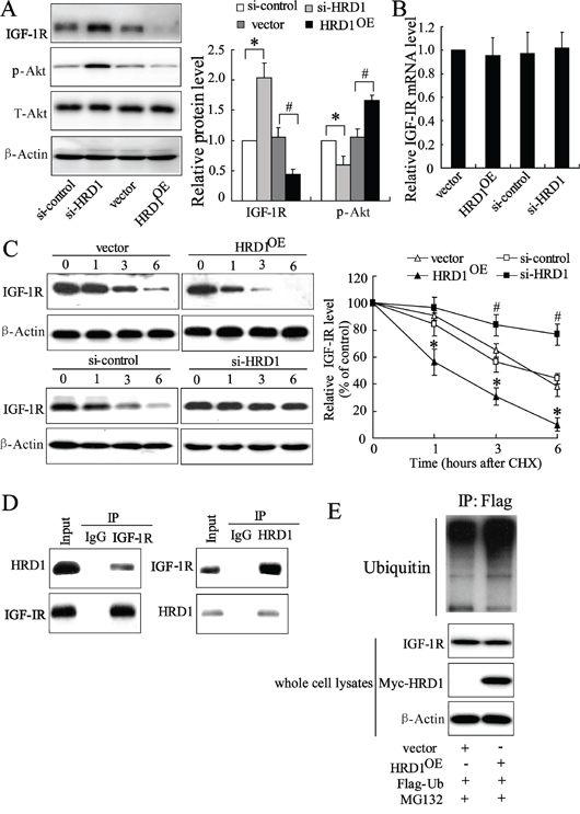 HRD1 promotes IGF-1R ubiquitination for degradation.