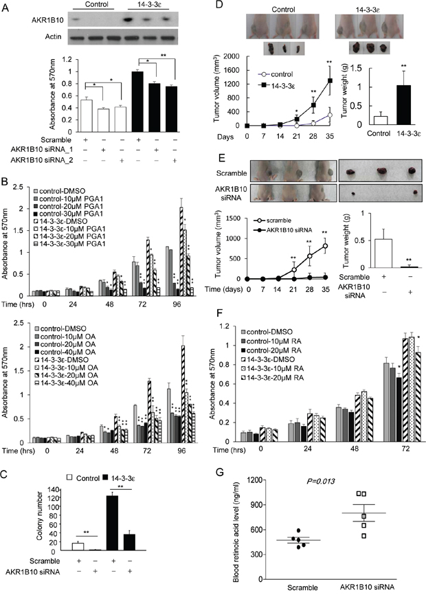 AKR1B10 contributes to 14-3-3&#x03B5;-induced cell proliferation and tumor growth.