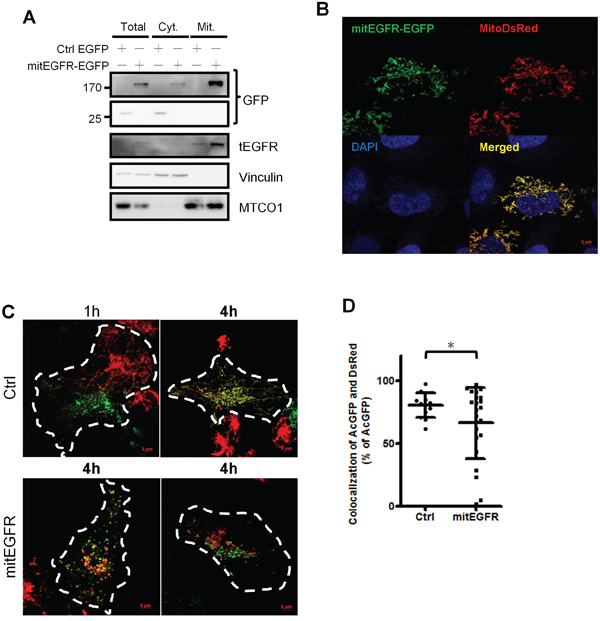 Mitochondrial EGFR inhibits mitochondria fusion by PEG cell fusion assay in NSCLC cells.