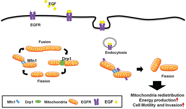 A schematic model of mitochondrial dynamic regulated by EGFR.