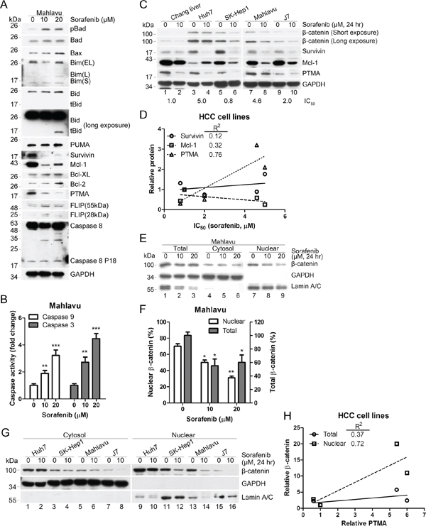 Sorafenib inhibits &#x03B2;-catenin levels and induces mitochondrial apoptotic pathways.