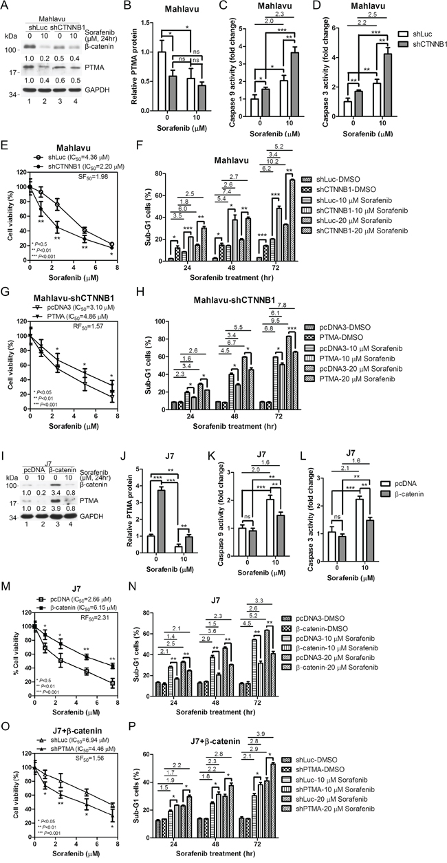 &#x03B2;-catenin silencing down-regulates PTMA protein level and potentiates sorafenib-induced cell death in HCC cells.