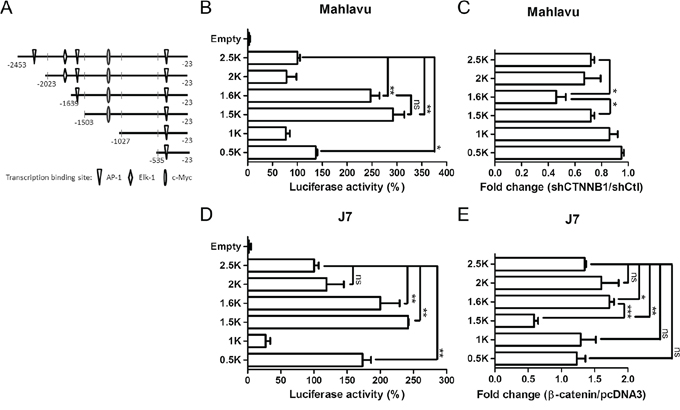 Determination of &#x03B2;-catenin responsive element in the PTMA promoter.