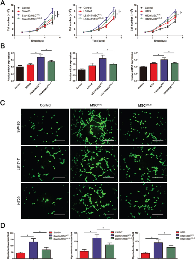 MSCs promote endothelial cell proliferation and migration through IL-8 secretion.