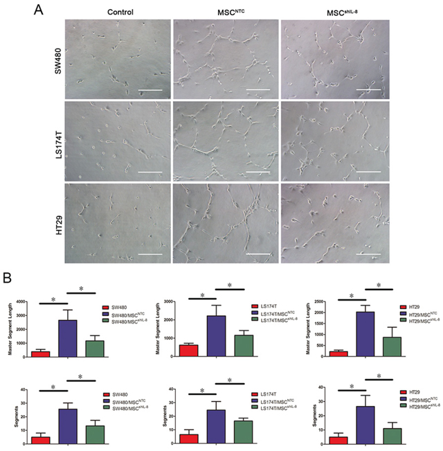 MSCs promote endothelial tube formation through IL-8 secretion.