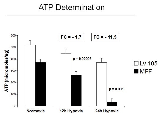 Fibroblasts over-expressing MFF show decreased ATP levels.