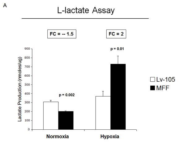Fibroblasts over-expressing MFF show increased L-lactate generation and MCT4 expression, under hypoxia.