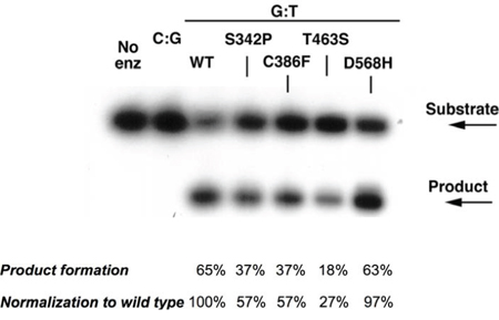 Single-turnover thymine glycosylase assays for MBD4 DNA coding variants.