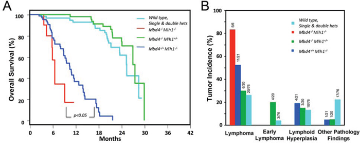 Mbd4 deficiency alters tumorigenesis in Mlh1&minus;/&minus; mouse model.