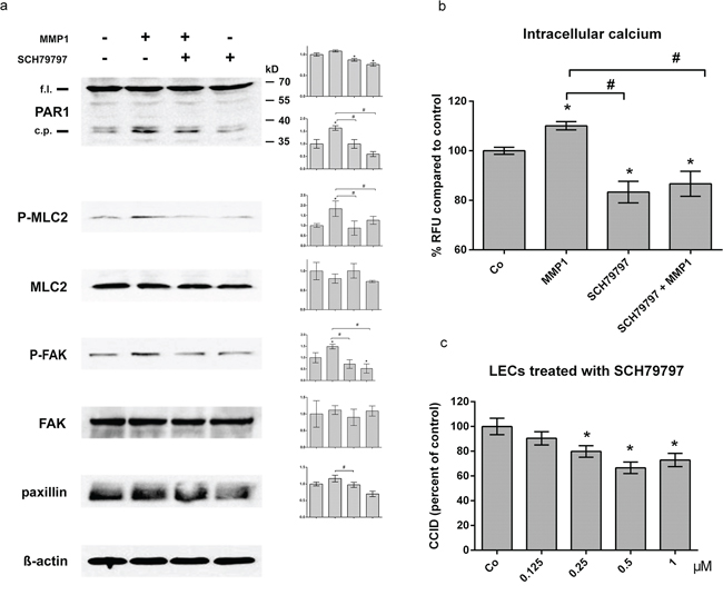MMP1 induces Ca2+ signalling, and activates migratory proteins and CCIDs in LECs.