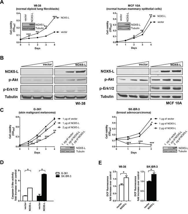 An increase in NOX5-L above a certain threshold promotes cancer cell death.