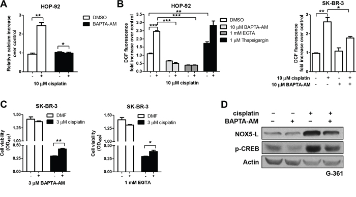 Cisplatin triggers cell death by increasing NOX5-L activity through Ca2+ release.
