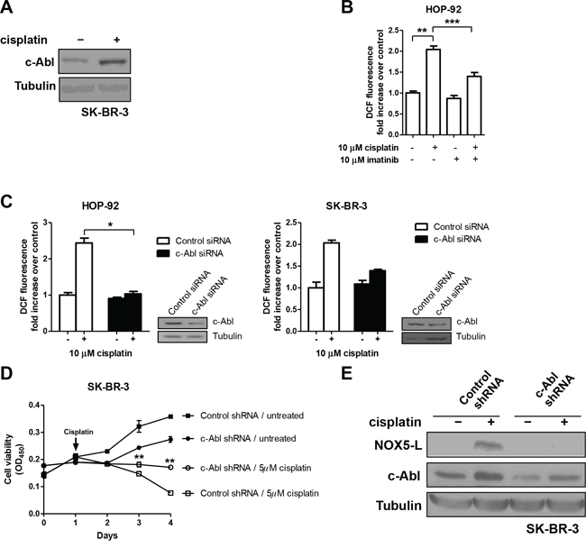 Cisplatin triggers cell death by increasing NOX5-L activity through c-Abl augmentation.