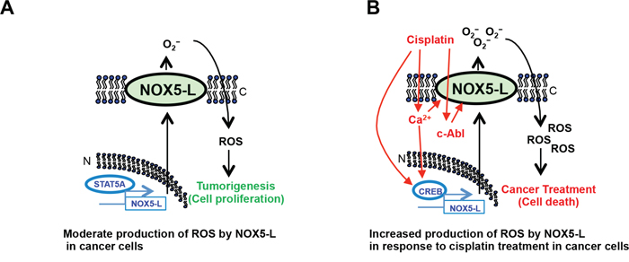 Schematic showing that NOX5-L is a critical regulator of the balance between proliferation and death in cancer cells.