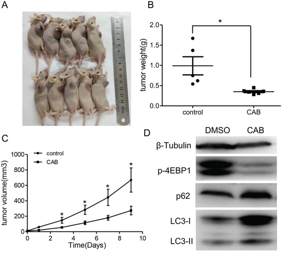 The growth-suppressive effect of CAB on MMQ cells in vivo.