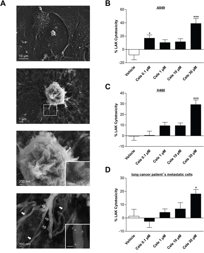 Effect of celecoxib on LAK cell-mediated tumor cell killing.