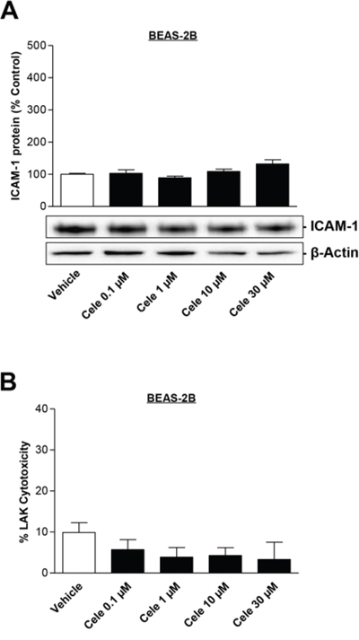 Concentration-dependent effect of celecoxib on ICAM-1 protein expression in human bronchial epithelial cells (BEAS-2B) and on cytotoxic lysis of BEAS-2B cells by LAK cells.