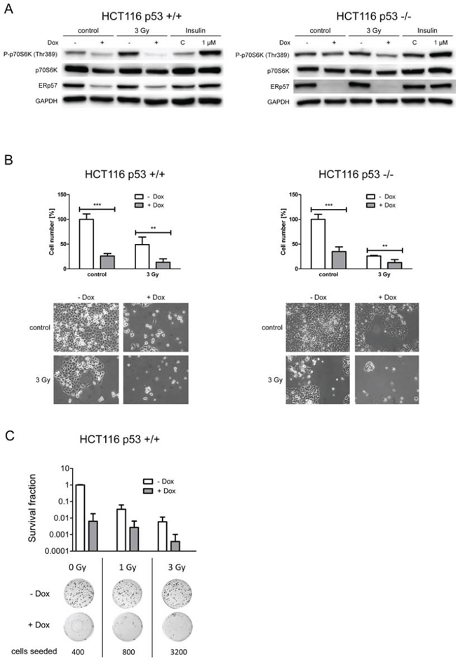 ERp57 triggers proliferation via mTOR activation in a p53-independent manner.