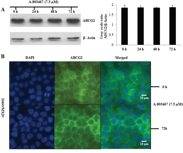 Effect of A-803467 on ABCG2 expression and the subcellular localization of ABCG2.