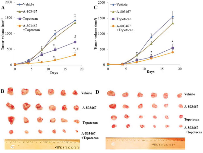 The effect of A-803467 on H460 and H460/MX20 tumor xenograft growth rate.