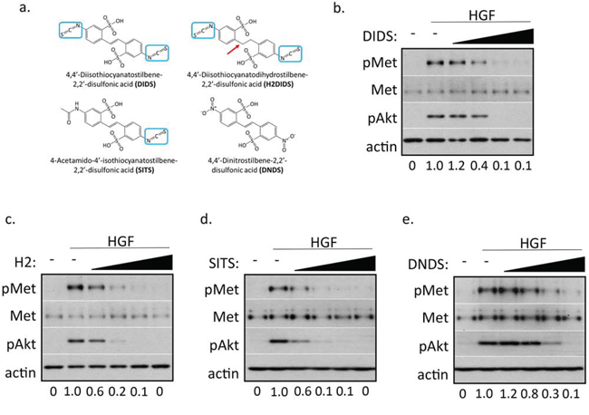 Stilbene analogs reduce c-Met activation in a dose-dependent manner.
