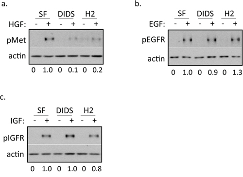 DIDS and H2DIDS reduce activation of c-Met, but not EGFR or IGFR.