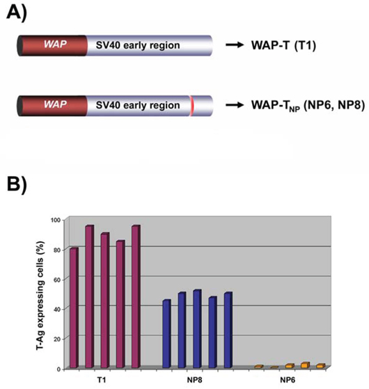 Transgenic mouse lines WAP-T and WAP-TNP.