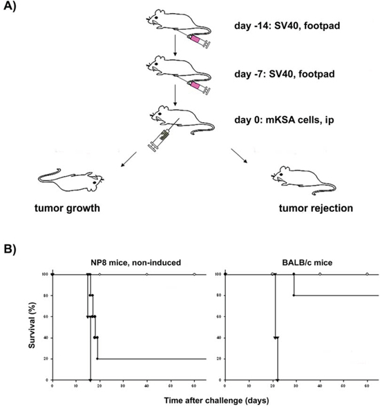 Impaired immune reaction against SV40 T-Ag in NP8 mice.